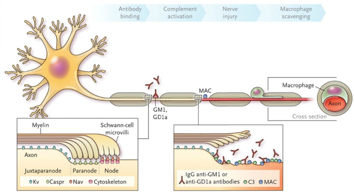 FIGURE 26.