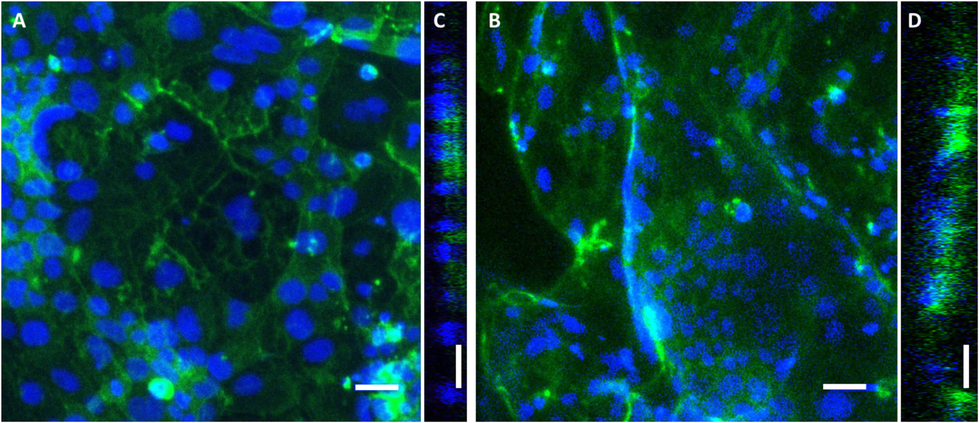 Figure 6.