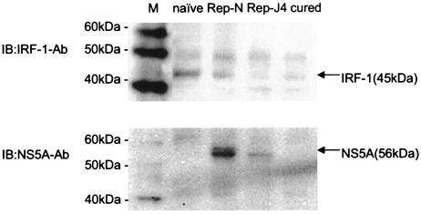 FIG. 5.