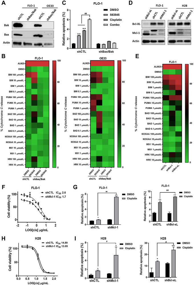 Figure 3. BH3 mimetic enhances the effects of CDDP through the intrinsic mitochondrial apoptotic pathway. A, Stable DKD of Bax and Bak (shBax/Bak) or scrambled control (shCTL) were generated in FLO-1 and OE33 cells by transfecting shRNA lentiviruses. The protein levels of Bax and Bak expression were analyzed by Western blot analysis. B, Heatmap shows DBP in FLO-1 and OE33 cells treated with or without S63845 for 24 hours. C, FLO-1 cells were pretreated with S63845 for 24 hours; the apoptotic ratio in DKD and shCTL cells at 48 hours after treatment with CDDP measured by annexin V flow cytometry; cells positive for annexin V staining were counted as apoptotic cells (**, P < 0.01 for treatment vs. DMSO; ##, P < 0.01 for combination treatment vs. S63845 single treatment). D, Stable knockdown of Mcl-1 (shMcl-1), Bcl-xL (shBcl-xL) or scrambled control (shCTL) were generated by transfecting shRNA lentiviruses. The protein levels of Mcl-1 and Bcl-xL expression were analyzed by Western blot analysis. E, Heatmap shows DBP in shMcl-1, shBcl-xL, or shCTL FLO-1 cells. F, The IC50 values of CDDP with shMcl-1 or shCTL FLO-1 cells are determined. G, The apoptotic ratio in shMcl-1, shBcl-xL, or shCTL FLO-1 cells after treatment with CDDP for 48 hours, measured by annexin V flow cytometry; cells positive for annexin V staining were counted as apoptotic cells. H, The IC50 values of CDDP with shMcl-1 or shCTL H28 cells are determined. I, The apoptotic ratio in shMcl-1, shBcl-xL, or shCTL H28 cells after treatment with CDDP for 48 hours, measured by annexin V flow cytometry; cells positive for annexin V staining were counted as apoptotic cells. (**, P < 0.01 for CDDP versus DMSO; ##, P < 0.01 for shMcl-1, shBcl-xL vs. scrambled control).