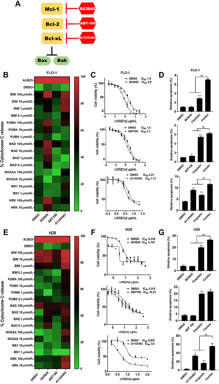 Figure 2. Mcl-1 and Bcl-xL are involved in mitochondrial priming to enhance response to conventional treatment. A, Interaction of Bcl-2 proteins and BH3 mimetics: the function of Bcl-xL, Bcl-2 and Mcl-1 is to prevent the activation of Bax and Bak. A1155463 inhibits Bcl-xL, ABT‐199 inhibits Bcl-2 and S63845 inhibits Mcl-1. B, Heatmaps showing DBP in FLO-1 cells with 1.0 μmol/L A1155463, S63845, or ABT-199 pretreatment for 24 hours. C, cells were treated with different concentrations of CDDP (0.02–25 μg/mL) for 48 hours after pretreatment for 24 hours with 1.0 μM A1155463, S63845, or ABT-199; the IC50 values of CDDP on FLO-1 cells are determined. D, After pretreatment with 1.0 μM A1155463, S63845, or ABT199 for 24 hours, the apoptotic ratio in cells at 48 hours after treatment with CDDP were measured by annexin V flow cytometry; cells positive for annexin V staining were counted as apoptotic cells (*, P < 0.05; **, P < 0.01 for treatment vs. DMSO; ##, P < 0.01 for combination treatment vs. A1155463, ABT-199 or S63845 single treatment). E, Heatmap showing DBP in H28 cells with 1.0 μM A1155463, 5.0 μmol/L S63845 or ABT-199 pretreatment for 24 hours. F, Cells were treated with different concentrations of CDDP (0.4–400 μg/mL) for 48 hours after pretreatment for 24 hours with 1.0 μM A1155463, 5.0 μmol/L S63845 or ABT-199; the IC50 values of CDDP on H28 cells are determined. G, After pretreatment with 1.0 μmol/L A1155463, 5.0 μM S63845 or ABT199 for 24 hours, the apoptotic ratio in cells at 48 hours after treatment with CDDP were measured by annexin V flow cytometry; cells positive for annexin V staining were counted as apoptotic cells (*, P < 0.05; **, P < 0.01 for treatment vs. DMSO; ## P < 0.01 for combination treatment vs. A1155463, ABT-199, or S63845 single treatment).