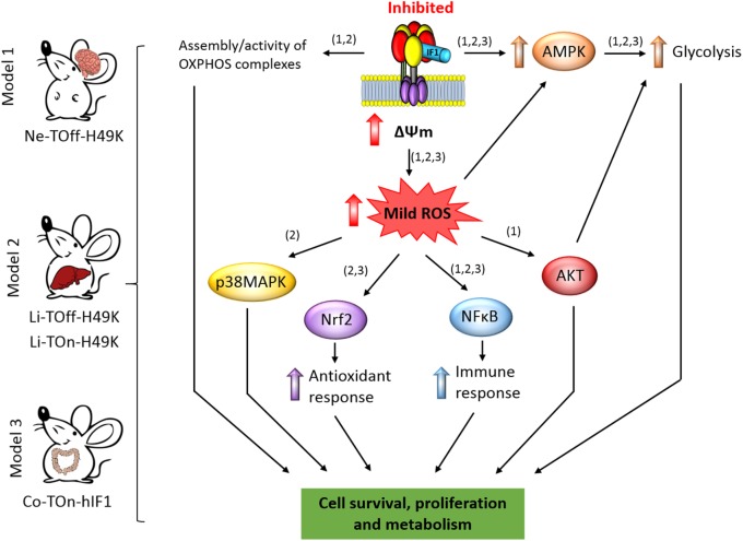 FIGURE 2