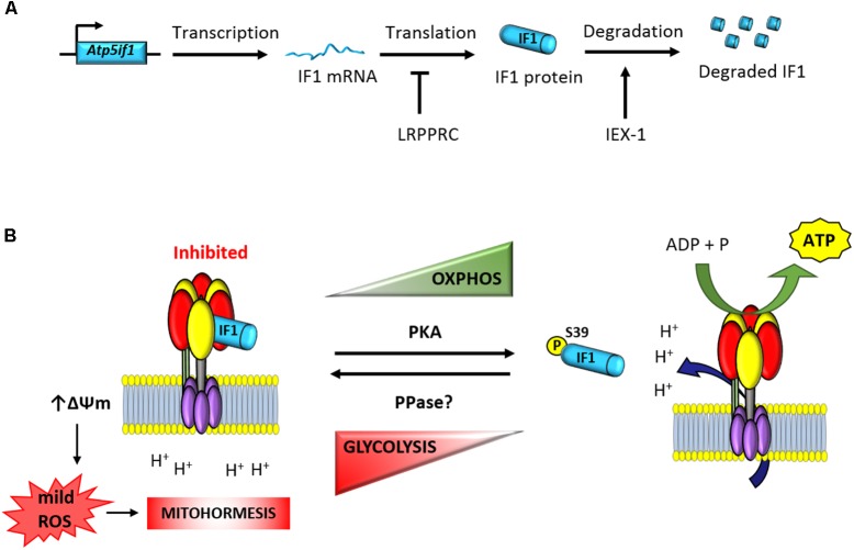 FIGURE 1