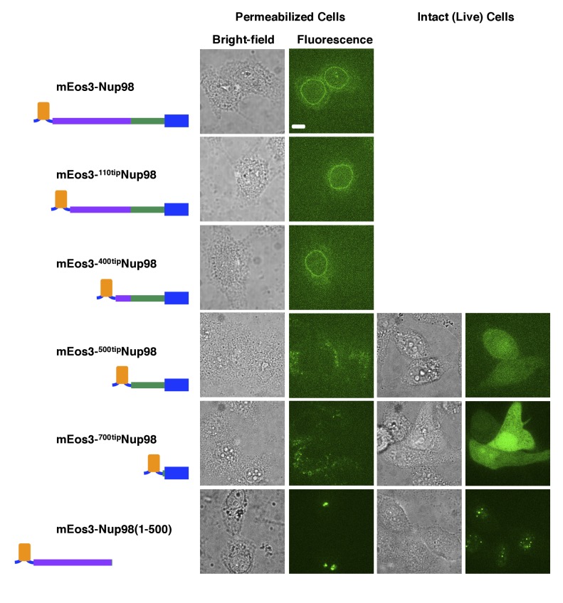 Figure 5—figure supplement 1.