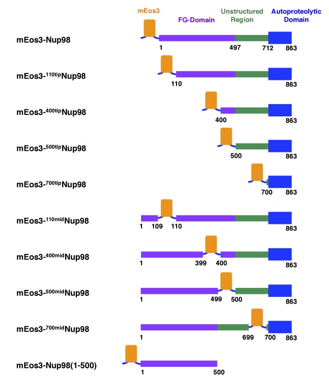 Figure 1—figure supplement 2.