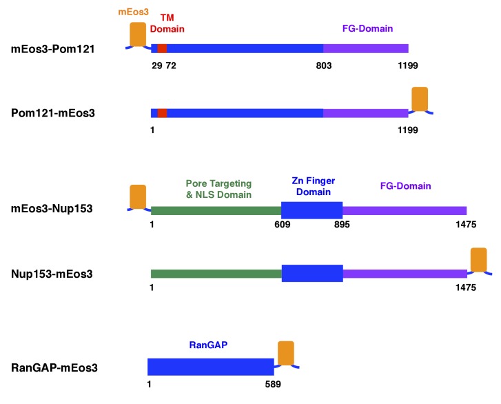 Figure 1—figure supplement 1.