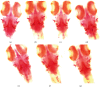 Figure 11