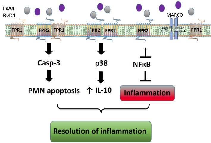 The Contribution of Formyl Peptide Receptor Dysfunction to the Course ...