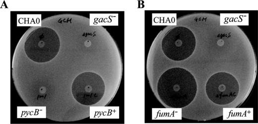 FIGURE 5.