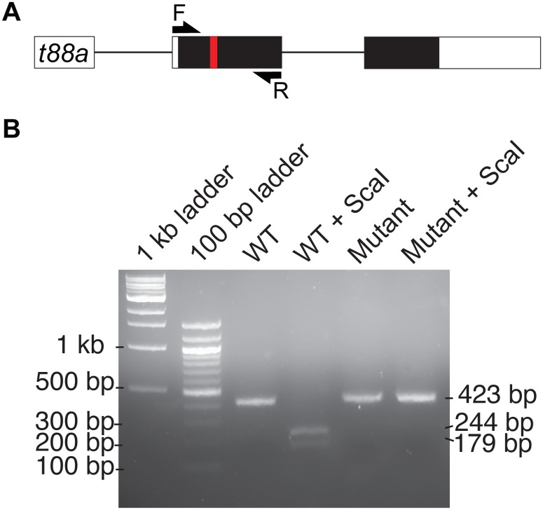 Fig 4