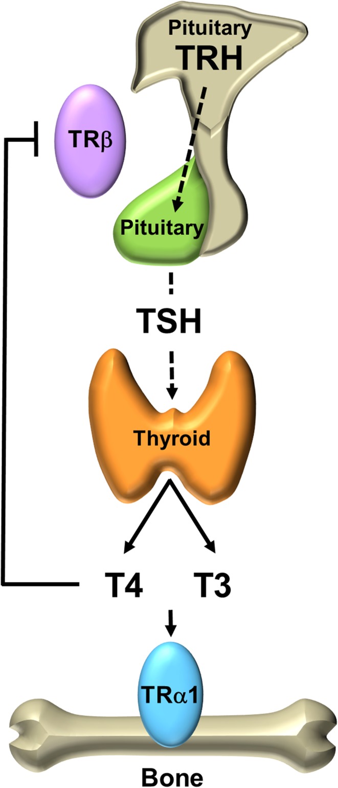 Fig. 3