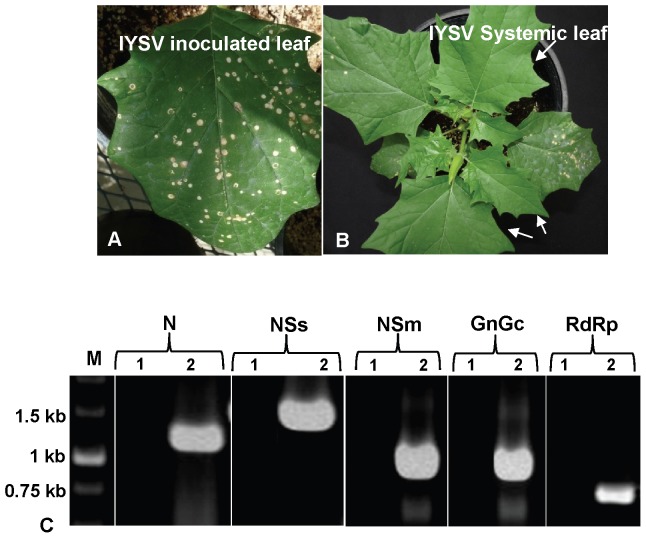 Figure 2