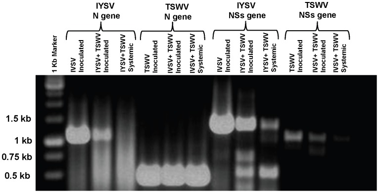 Figure 5