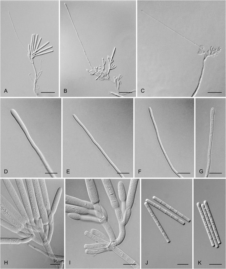 Fig. 2