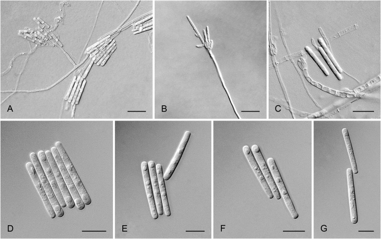 Fig. 3