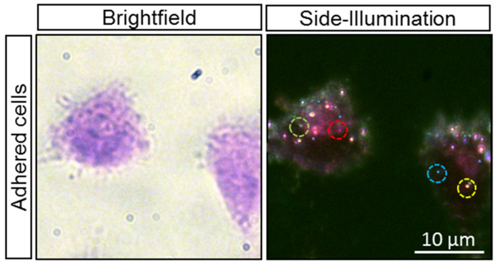 Figure 7