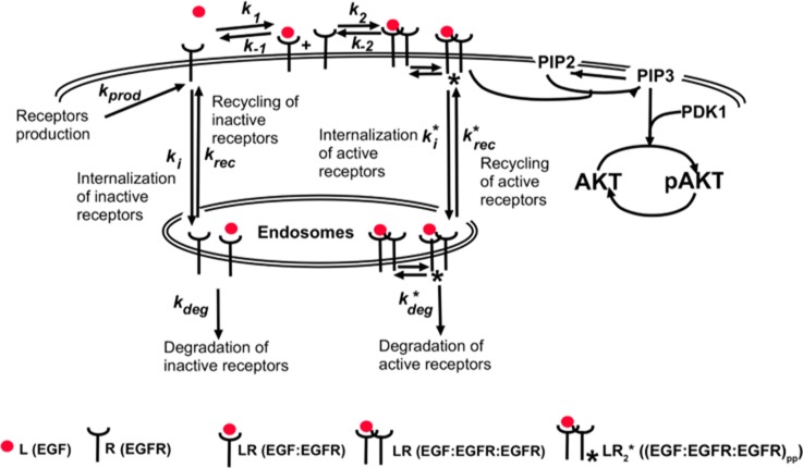 Appendix 1—figure 1.