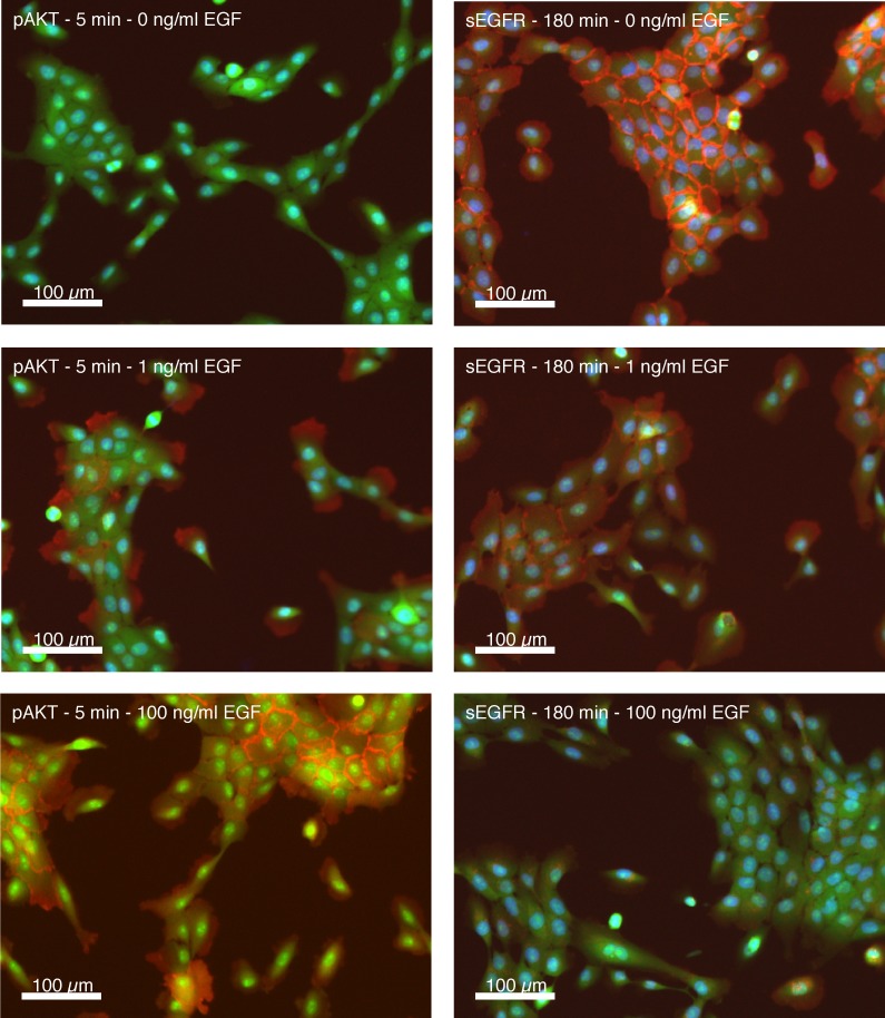 Figure 1—figure supplement 1.