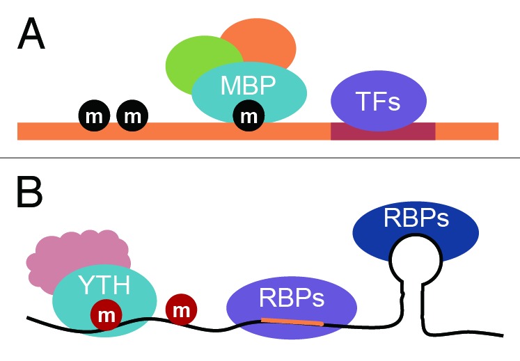 graphic file with name rna-11-669-g1.jpg