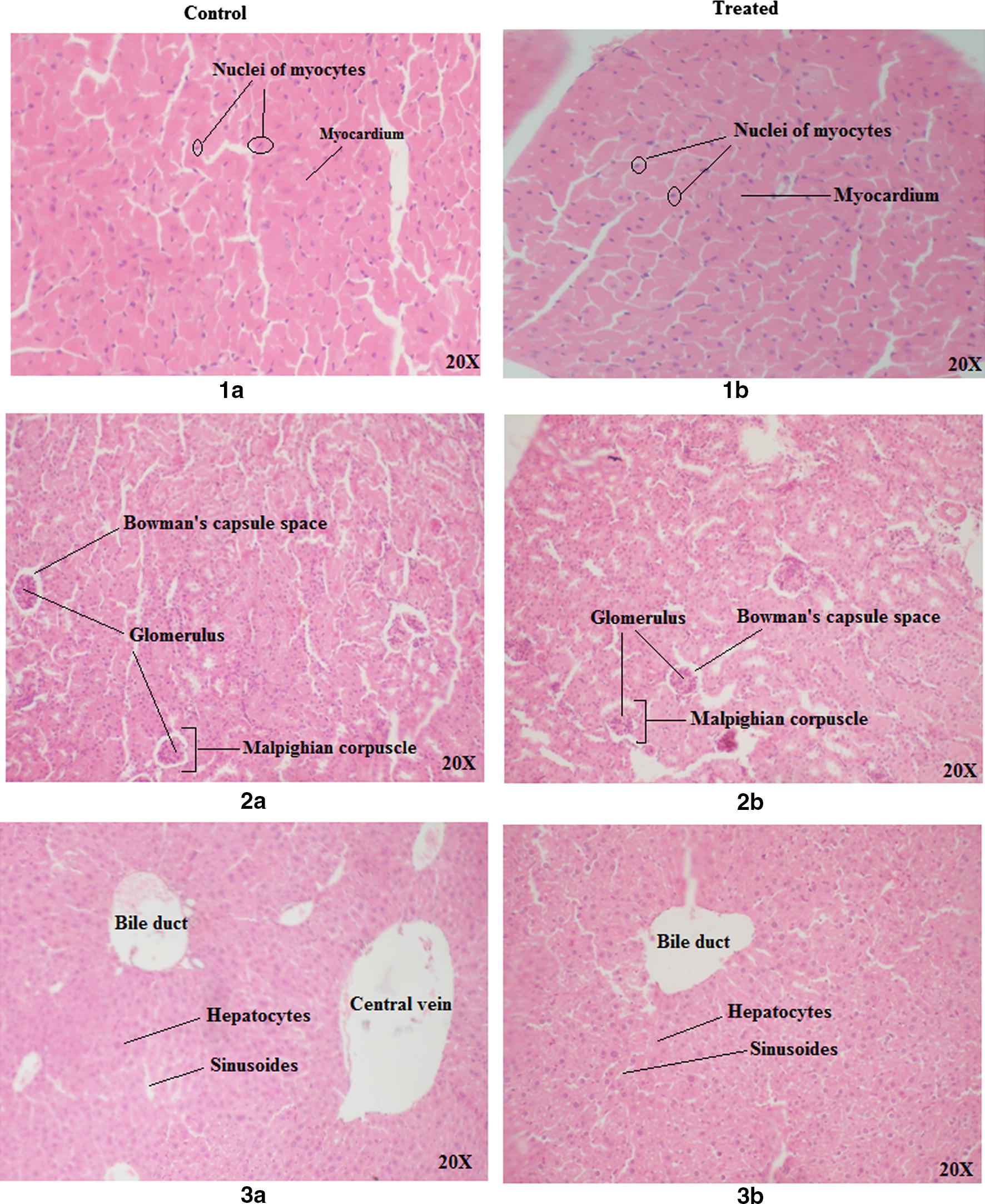 Fig. 6