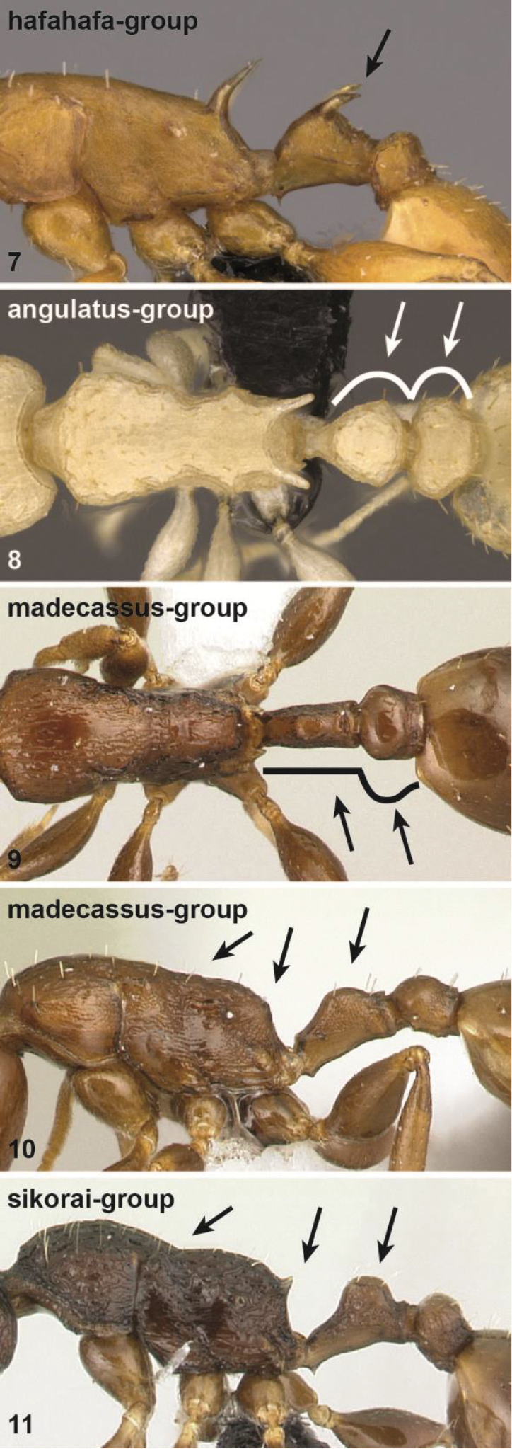 Figures 7–11.