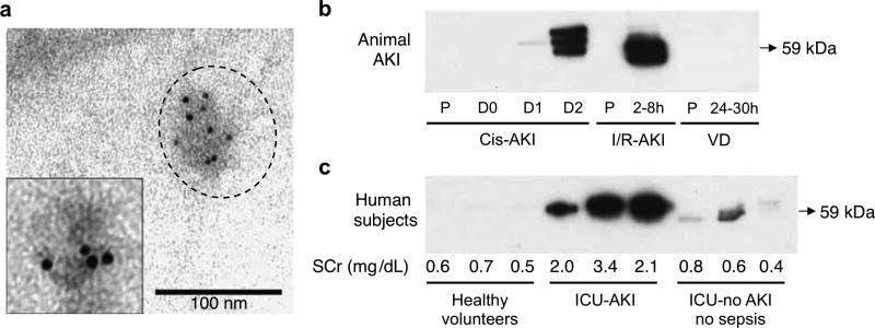 Figure 29