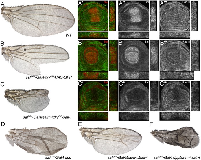 Fig. 7.