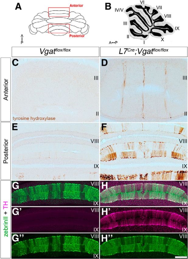 Figure 11.