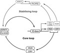 graphic file with name ICS-42-313-g005.jpg