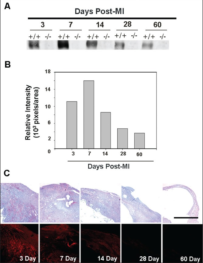 Figure 1)