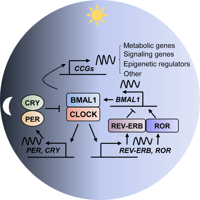 Fig. 1