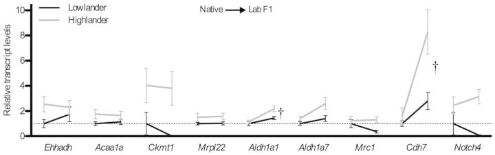 Fig. 7.