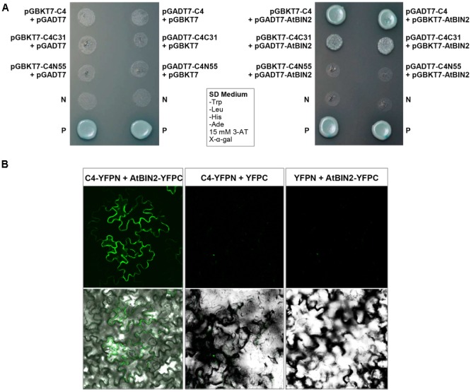 FIGURE 3