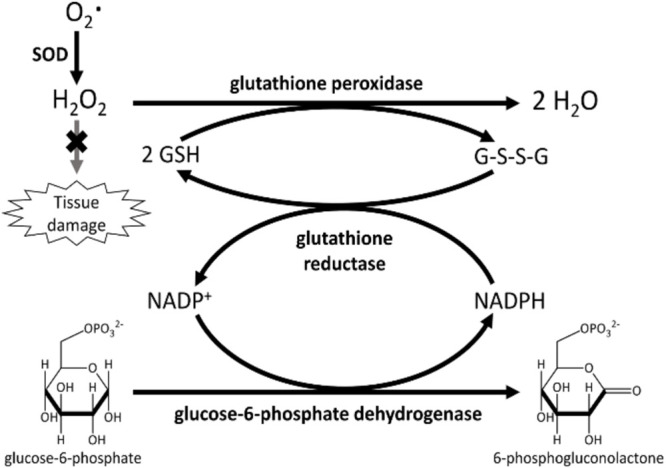 FIGURE 3