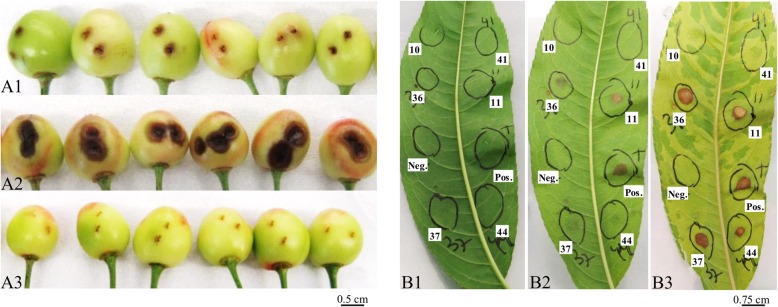 Fig. 2