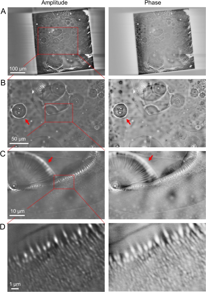 Fig 4