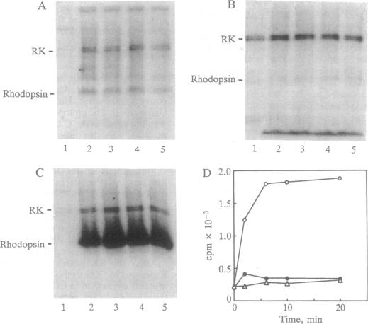 graphic file with name pnas01134-0203-a.jpg