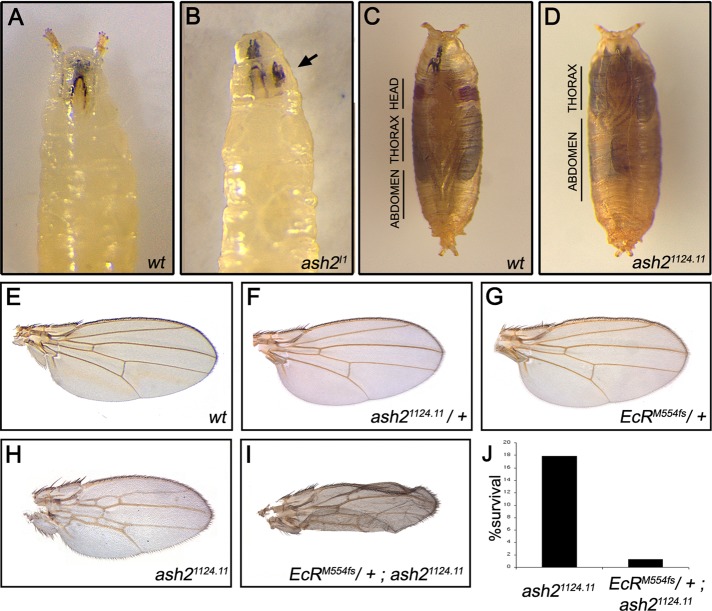 FIGURE 1: