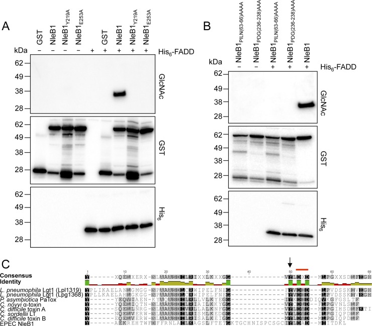 FIG 3