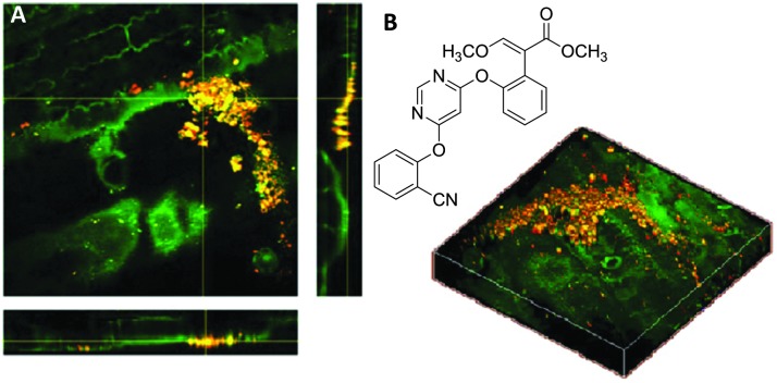 Fig. 18