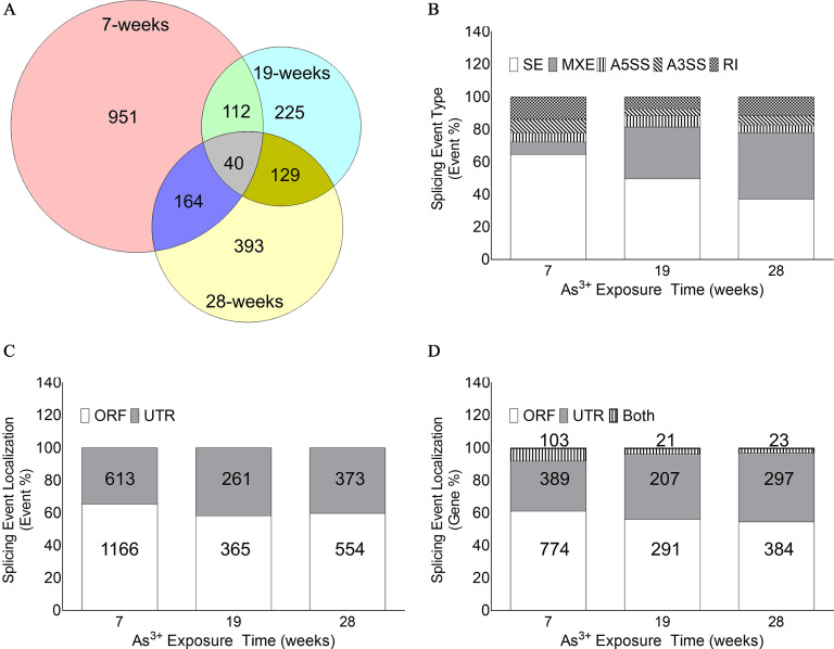 Figure 2A is a Venn diagram having three circles. The circle on the left is labeled 7 weeks, the circle on the right is labeled 19 weeks, and the circle below is labeled 28 weeks. In 7 weeks, there are 951 unique genes, in 19 weeks, there are 225 unique genes, and in 28 weeks, there are 393 unique genes. Between 7 and 19 weeks, there are 112 unique genes. Between 19 to 28 weeks, there are 129 unique genes. Between 7 and 28 weeks, there are 164 unique genes. The intersection area has 40 unique genes. Figures 2B, 2C, and 2D are stacked bar graphs, plotting splicing event type (event percentage), ranging from 0 to 140 in increments of 20; splicing event localization (event percentage), ranging from 0 to 140 in increments of 20; splicing event localization (gene percentage), ranging from 0 to 140 in increments of 20 (y-axis) across Arsenic begin superscript 3 positive end superscript exposure time (weeks), for 7, 19, and 29 weeks (x-axis) for Skipped exon, mutually exclusive exons, alternative 5′ splice site, alternative 3′ splice site, and retained intron; open reading frame and untranslated region; and open reading frame, untranslated region, and both, respectively.