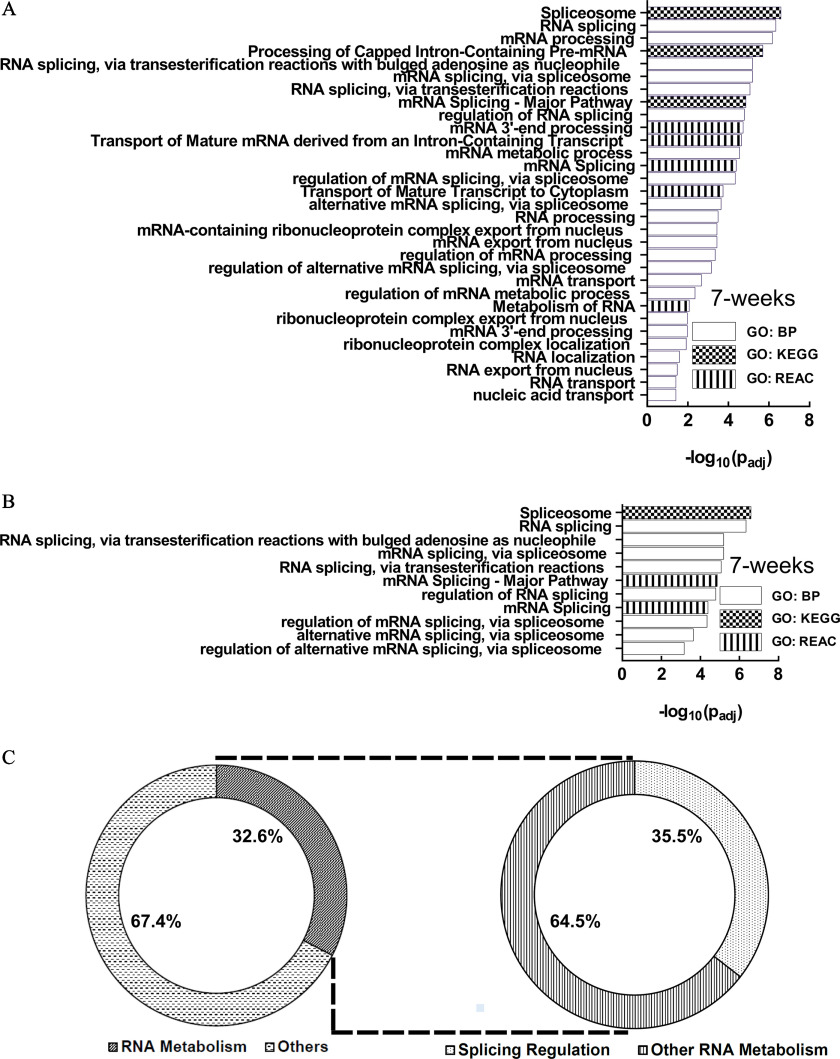 Figure 5A is a horizontal bar graph, plotting spliceosome, RNA splicing, mRNA processing, processing of capped intron-containing pre-mRNA, RNA splicing, via transesterification reactions with bulged adenosine as nucleophile, RNA splicing, via spliceosome, RNA splicing, via transesterification reactions, mRNA splicing-major pathway, regulation of RNA splicing, mRNA 3′-end processing, transport of mature mRNA derived from an intron-containing transcript, mRNA metabolic process, mRNA splicing, regulation of mRNA splicing, via spliceosome, transport of mature transcript to cytoplasm, alternative mRNA splicing, via spliceosome, RNA processing, mRNA-containing ribonucleoprotein complex export from nucleus, mRNA export from nucleus, regulation of alternative mRNA splicing, via spliceosome, mRNA transport, regulation of mRNA metabolic process, metabolism of RNA, ribonucleoprotein complex export from nucleus, mRNA 3′-end processing, ribonucleoprotein complex localization, RNA localization, RNA export from nucleus, RNA transport, and nucleic acid transport (y-axis) across negative log to the base 10 of open parenthesis lowercase p begin subscript adjusted end subscript close parenthesis, ranging from 0 to 8 in increments of 2 (x-axis) for 7 wk, including gene ontology: biological process, gene ontology: Kyoto Encyclopedia of Genes and Genomes, and gene ontology: Reactome. Figure 5B is a horizontal bar graph, plotting spliceosome, RNA splicing, RNA splicing, via transesterification reactions with bulged adenosine as nucleophile, mRNA splicing, via spliceosome, RNA splicing, via transesterification reactions, mRNA splicing-major pathway, regulation of RNA splicing, mRNA splicing, regulation of mRNA splicing, via spliceosome, alternative mRNA splicing, via spliceosome, and regulation of alternative mRNA splicing, via spliceosome (y-axis) across negative log to the base 10 of open parenthesis lowercase p begin subscript adjusted end subscript close parenthesis, ranging from 0 to 8 in increments of 2 (x-axis) for 7 wk, including gene ontology: biological process, gene ontology: Kyoto Encyclopedia of Genes and Genomes, and gene ontology: Reactome. Figure 5C is a set of two donut pie charts. The donut pie chart on the left depicts 67.4 percent others and 32.6 percent RNA metabolism. The second donut pie chart on the right depicts 64.5 percent others and 35.5 percent splicing regulation. Both the donut pie charts are connected through dotted lines.