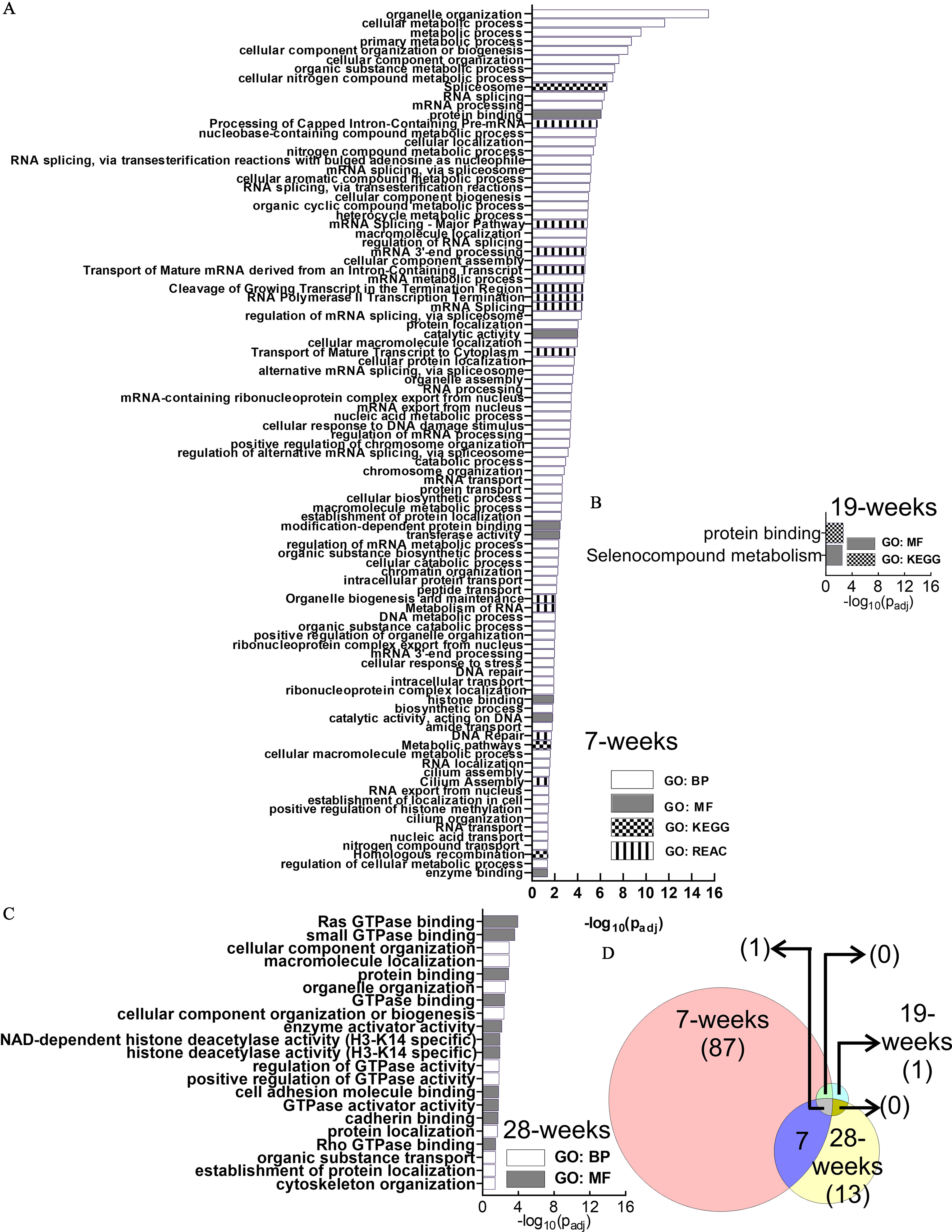 Figure 4A is a horizontal bar graph, plotting organelle organization, cellular metabolic process, metabolic process, primary metabolic process, cellular component organization of biogenesis, cellular nitrogen compound metabolic process, spliceosome, RNA splicing, mRNA processing, protein binding, processing of Capped Intron-containing pre-mRNA, nucleobase containing compound metabolic process, cellular localization, nitrogen compound metabolic process, RNA splicing, via transesterification reactions with bulged adenosine as nucleophile, mRNA splicing, via spliceosome, cellular aromatic compound metabolic process, RNA splicing, via transesterification reactions, cellular compound biogenesis, organic cyclic compound metabolic process, heterocycle metabolic process, mRNA splicing-major pathway, macromolecule localization, regulation of RNA splicing, mRNA 3′ end processing, cellular component assembly, transport of mature mRNA derived from an intron-containing transcript, mRNA metabolic process, cleavage of growing transcript in the termination region, RNA polymerase 2 transcription termination, mRNA splicing, regulation of mRNA splicing, via spliceosome, protein localization, catalytic activity, cellular macromolecule localization, transport of mature transcript to cytoplasm, cellular protein localization, alternative mRNA splicing, via spliceosome, organelle assembly, RNA processing, mRNA-containing ribonucleoprotien complex export from nucleus, mRNA export from nucleus, nucleic acid metabolic process, cellular response to DNA damage stimulus, regulation of mRNA processing, positive regulation of chromosome organization, regulation of alternative mRNA splicing, via spliceosome, catabolic process, chromosome organization, mRNA transport, protein transport, cellular biosynthetic process, marcromolecule metabolic process, establishment of protein localization, modification-dependent protein binding, transferase activity, regulation of mRNA metabolic process, organic substance biosynthetic process, cellular catabolic process, chromatin organization, intracellular protein transport, peptide transport, organelle biogenesis and maintenance, metabolism of RNA, DNA metabolic process, organic substance catabolic process, positive regulation of organelle organization, ribonucleoprotein complex export from nucleus, mRNA 3′ end processing, cellular response to stress, DNA repair, intracellular transport, ribonucleoprotein complex localization, histone binding, biosynthetic process, catalytic activity, acting on DNA, amide transport, DNA repair, metabolic pathways, cellular macromolecule metabolic process, RNA localization, cilium assembly, cilium assembly, RNA export from nucleus, establishment of localization in cell, positive regulation of histone methylation, cilium organization, RNA transport, nucleic acid transport, nitrogen compound transport, homologous recombination, regulation of cellular metabolic process, and enzyme binding (y-axis) across negative log to the base 10 of open parenthesis lowercase p begin subscript adjusted end subscript close parenthesis, ranging from 0 to 16 in increments of 2 (x-axis) for 7 wk, including gene ontology: biological process, gene ontology: molecular function, gene ontology: Kyoto Encyclopedia of Genes and Genomes, and gene ontology: Reactome. Figure 4B is a horizontal stacked bar graph, plotting protein binding and selenocompound metabolism (y-axis) across negative log to the base 10 of open parenthesis lowercase p begin subscript adjusted end subscript close parenthesis, ranging from 0 to 16 in increments of 2 (x-axis) for 19 wk, including gene ontology: molecular function and gene ontology: Kyoto Encyclopedia of Genes and Genomes. Figure 4C is a horizontal bar graph, plotting Ras GTP ase binding, small GTP ase binding, cellular component organization, macromolecule localization, protein binding, organelle organization, GTP ase binding, cellular component organization or biogenesis, enzyme activator activity, NAD-dependent histone deacetylase activity (H 3-K 14 specific), histone deacetylase activity (H 3-K14 specific), regulation of GTP ase activity, positive regulation of GTP ase activity, cell adhesion molecule binding, GTP ase activator activity, cadherin binding, protein localization, Rho GTP ase binding, organic substance transport, establishment of protein localization, and cytoskeleton organization (y-axis) across negative log to the base 10 of open parenthesis lowercase p begin subscript adjusted end subscript close parenthesis, ranging from 0 to 16 in increments of 2 (x-axis) for 28 wk, including gene ontology: biological process and gene ontology: molecular function. Figure 4D is a Venn diagram having three circles. The circle on the left is labeled 7 wk, the circle on the right is labeled 19 wk, the circle at the bottom is labeled 28 weeks. In 7 wk, there are 87 pathways, in 19 wk, there is 1 pathway, and in 28 wk, there are 13 pathways. Between 7 and 19 wk, there are 0 pathways, between 19 to 28 wk, there are 0 pathways, and between 7 to 28 wk, there is 1 pathway. The intersection area has 7 pathways.