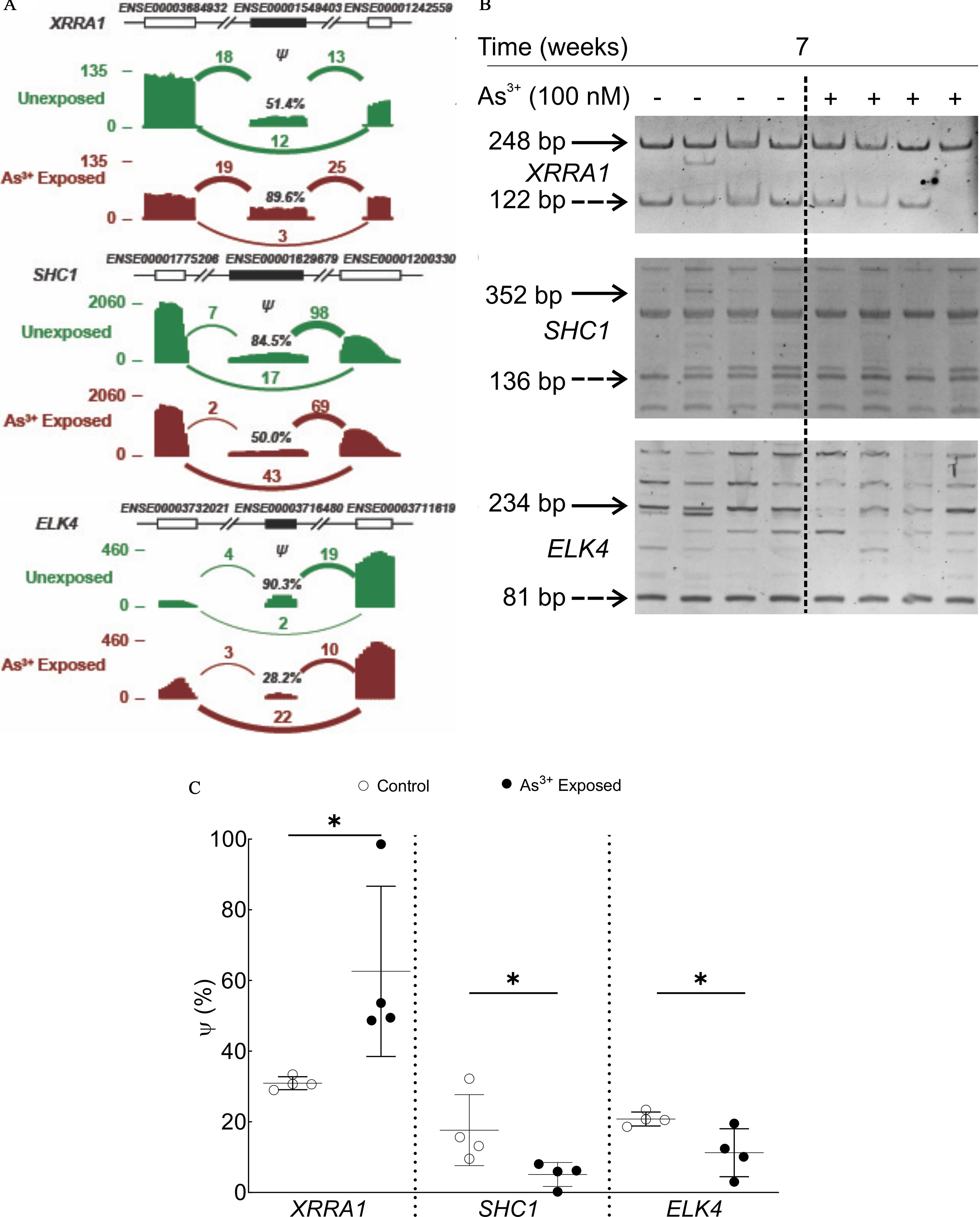 Figure 3A is a set of three density plots titled XRRA1, SHC1, and ELK4, plotting (bottom to top) Arsenic begin superscript 3 positive end superscript exposed and unexposed each ranging from 0 to 460 in increments of 460; 0 to 2060 in increments of 2060; and 0 to 135 in increments of 135 (y-axis) across number of reads (x-axis) for splice junctions, including Arsenic begin superscript 3 positive end superscript exposed: 3, 10, 22 with 28.2 percent; 2, 69, 43 with 500 percent; and 19, 25, 3 with 89.6 percent, and unexposed: 4, 19, 2 with 90.2 percent, 7, 98, 17 with 84.5 percent; and 18, 13, 12 with 51.4 percent, respectively. Figure 3B is a set of three Polyacrylamide gel electrophoresis resolution of RT-PCR products titled time (weeks): 7. The first Polyacrylamide gel electrophoresis resolution of RT-PCR products displays negative, negative, negative, negative, positive, positive, positive, and positive in Arsenic begin superscript 3 positive end superscript (100 nanomolar) as columns and 248 base pairs and 122 base pairs in XRRA1 as rows. The second Polyacrylamide gel electrophoresis resolution of RT-PCR products displays negative, negative, negative, negative, positive, positive, positive, and positive in Arsenic begin superscript 3 positive end superscript (100 nanomolar) as columns and 352 base pairs and 136 base pairs in SHC1 as rows. The third Polyacrylamide gel electrophoresis resolution of RT-PCR products displays negative, negative, negative, negative, positive, positive, positive, and positive in Arsenic begin superscript 3 positive end superscript (100 nanomolar) as columns and 234 base pairs and 81 base pairs in E L K4 as rows. Figure 3C is an error bar graph, plotting exon usage (percentage), ranging from 0 to 100 in increments of 20 (y-axis) across XRRA1, SHC1, and ELK4 (x-axis) for control and Arsenic begin superscript 3 positive end superscript.