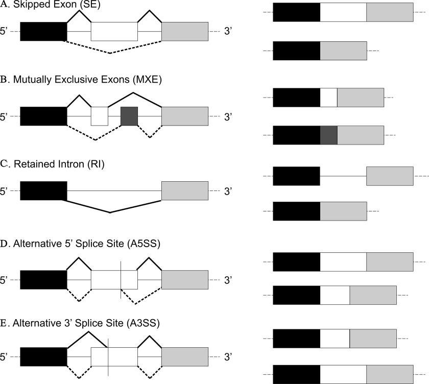 Figure 1A is an alternative splicing depicting skipped exon (S E) splicing. On the left, three exons are displayed in a row linked with introns and splicing outcomes, ranging between 5 to 3 splice sites. On the right, three exons are displayed in a row. Figure 1B is an alternative splicing depicting Mutually exclusive exons (M X E). On the left, three exons are displayed in a row linked with introns and splicing outcomes, ranging between 5 to 3 splice sites. On the right, three exons are displayed in a row. Figure 1C is an alternative splicing depicting Retained intron (R I). On the left, three exons are displayed in a row linked with introns, ranging between 5 to 3 splice sites. On the right, three exons are displayed in a row. Figure 1D is an alternative splicing depicting Alternative 5′ splice site (A 5 S S). On the left, three exons are displayed in a row linked with introns and splicing outcomes, ranging between 5 to 3 splice sites. On the right, three exons are displayed in a row. Figure 1E is an alternative splicing depicting Alternative 3′ splice site (A 3 S S). On the left, three exons are displayed in a row linked with introns and splicing outcomes, ranging between 5 to 3 splice sites. On the right, three exons are displayed in a row.