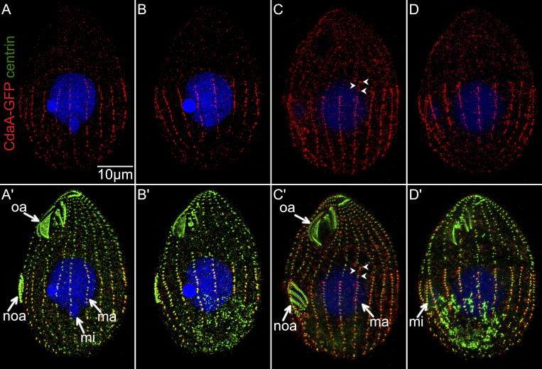 Figure 4.