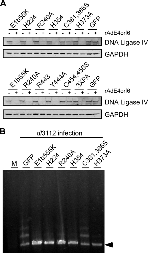 FIG. 6.