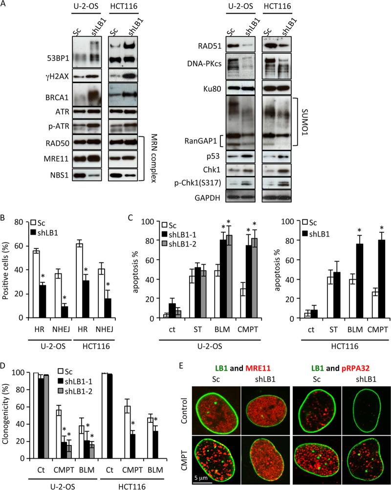 FIG 6