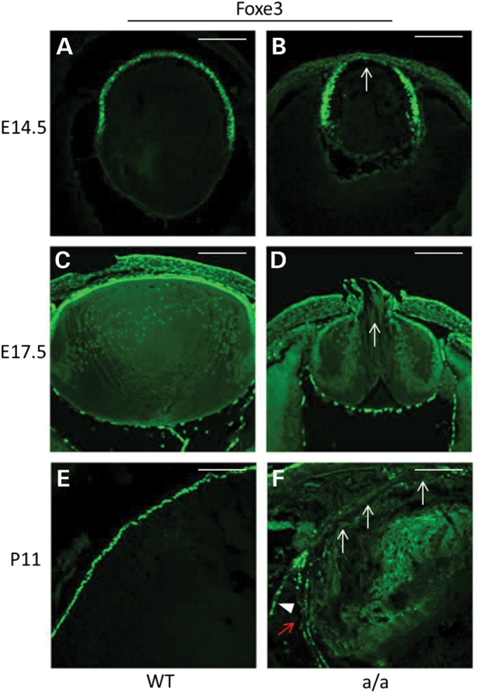 Figure 6.