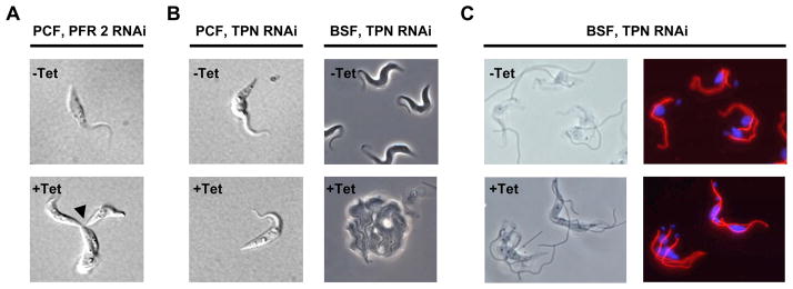 Fig. 9